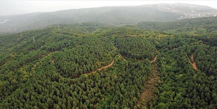 جزئیات طرح مردمی کاشت یک میلیارد درخت در منابع طبیعی