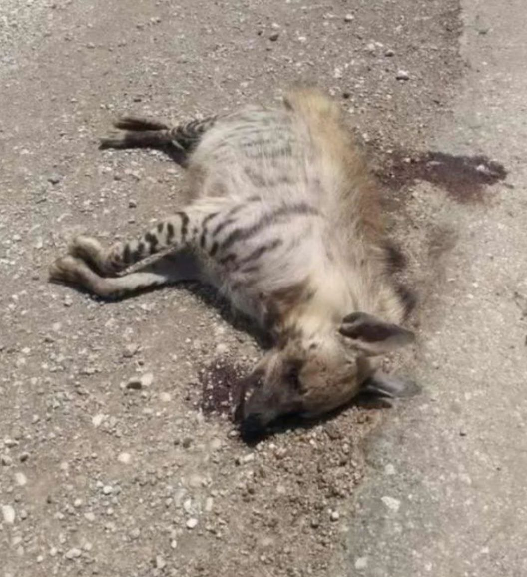 یک قلاده کفتار در اثر تصادف در شمال خوزستان تلف شد